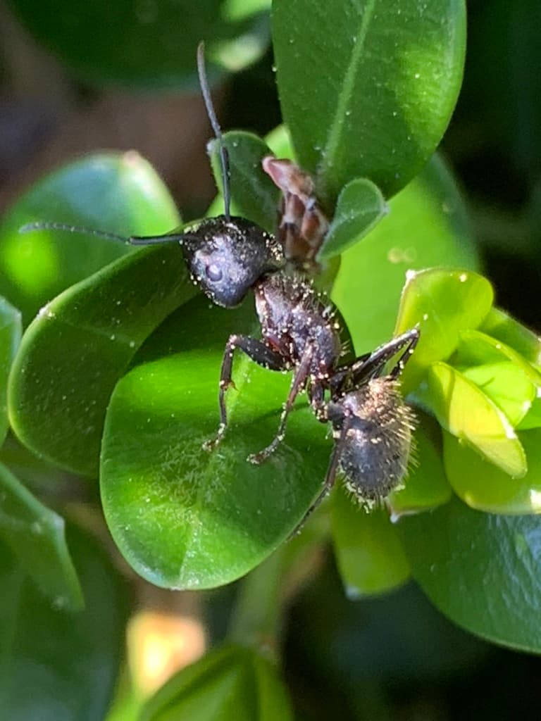 Sample pest identification β Eastern Black Carpenter Ant