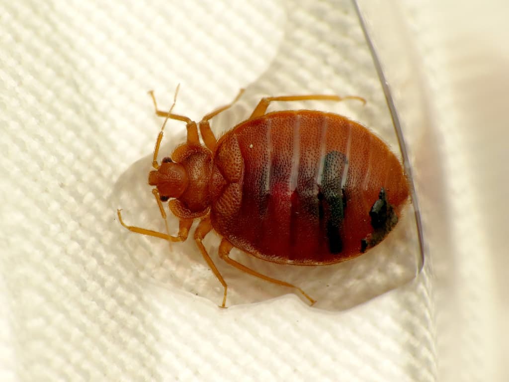 Bed Bugs β Common Bed Bug
