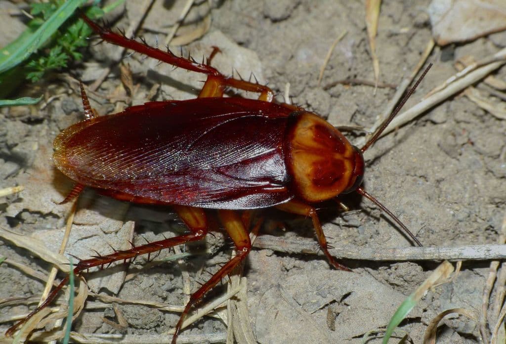 Cockroaches β American Cockroach