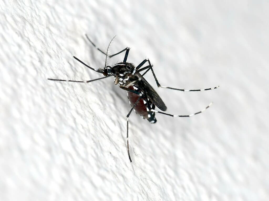 Mosquitoes & Ticks β Asian Tiger Mosquito
