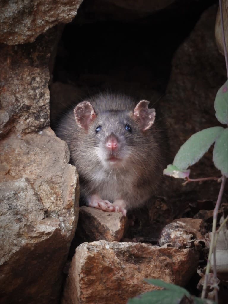 Mice & Rats β Brown Rat