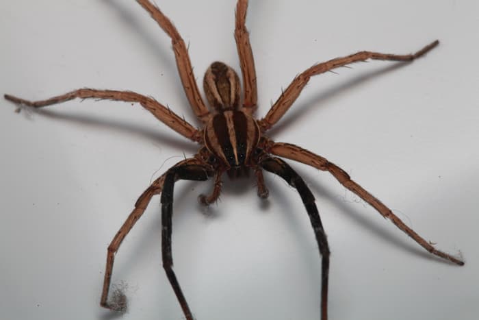 Spiders β Wolf Spider