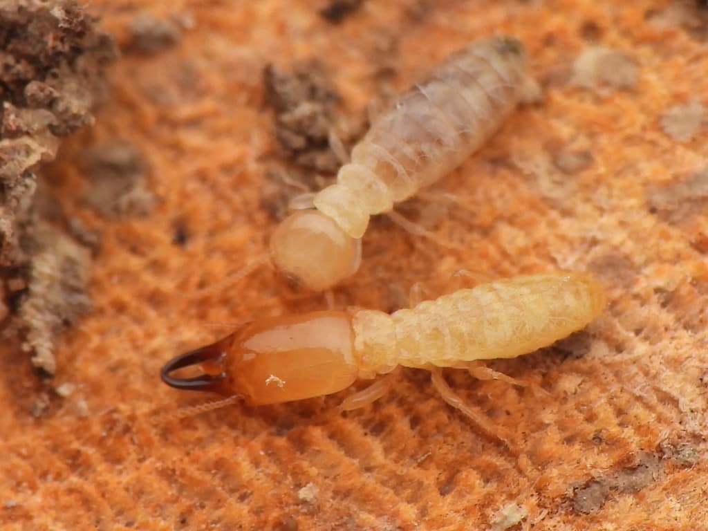 Termites β Eastern Subterranean Termite