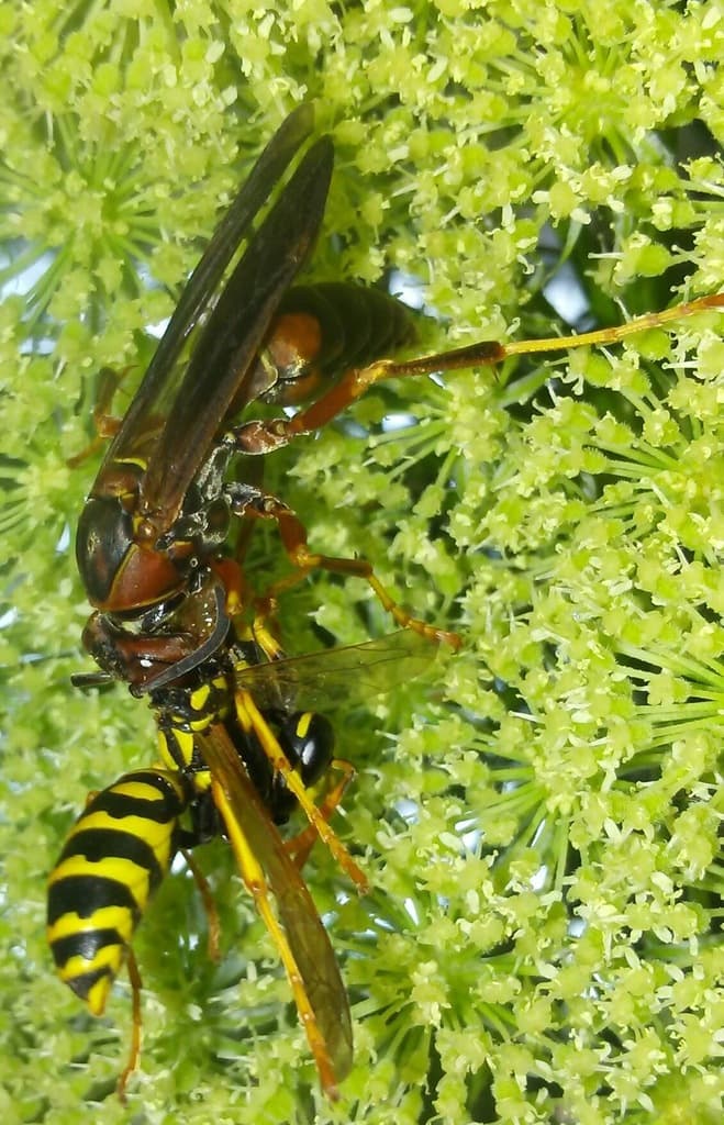 Wasps & Hornets β Northern Paper Wasp